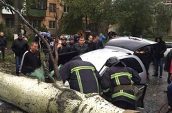 Дерево впало на вулиці Іцхака Рабіна в Одесі