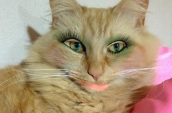 Японцы делают из своих питомцев гламурных кисок