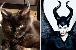 Забавные коты и кошки, которые выглядят как знаменитости и известные персонажи 