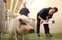 В Україні створять ветеринарну поліцію за зразком італійської