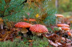 Киянка отруїлась грибами з ринку