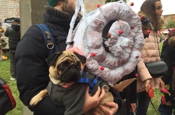 Мопси в костюмах для Хеллоуїну. Фоторепортаж з показу мод