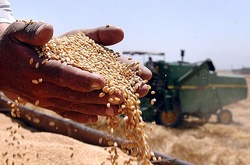 Про рекордні врожаї, або Чому у нас погано, навіть коли добре?