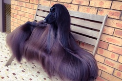 Гладкая, как шелк: афганская борзая,стаала звездой интернета