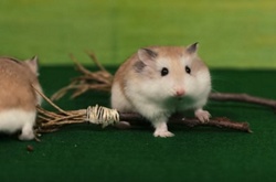 Сеть взорывло видео с хомяком в роли Гарри Поттера