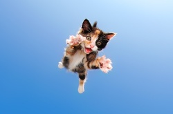 Милые и смешные пушистики: фотографии котят в прыжке, которые поднимут вам настроение 