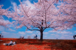 Неймовірна Японія крізь об'єктив вуличних фотографів