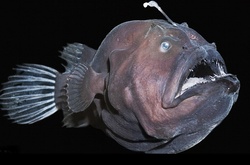 Ужасы морских глубин: опасности, которые таит в себе океан 