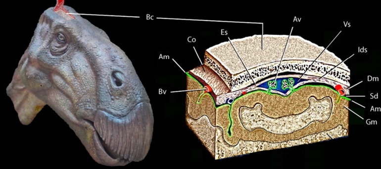 Британські палеонтологи знайшли перший за всю історію мозок динозавра