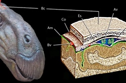 Британські палеонтологи знайшли перший за всю історію мозок динозавра