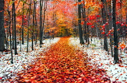 Сніг у листопаді