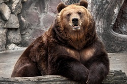 Хто дійсно «хитає» Україну?