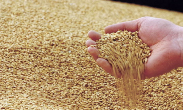 Українських сільгоспвиробників проавансують на понад 1 млрд грн