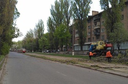 На бульварі Лепсе висадили тополі, що не створюють пуху