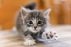 Харківська поліція відкрила кримінальні справи проти живодерів за відео вбивства кошеня