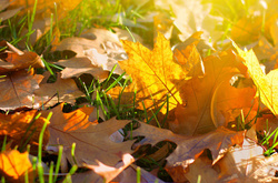 Листопад в Україні