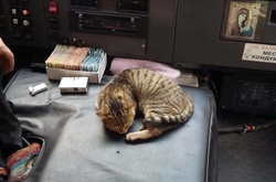 Містом курсує маршрутка з котом