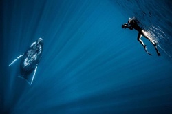 Завораживающий подводный мир: новорожденные киты в водах Тихого океана 