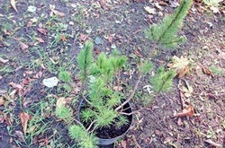 У Маріїнському парку висаджують молоді ялинки (ФОТО)