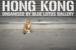 Усатая гвардия: секретная жизнь котов в гонконгских магазинах