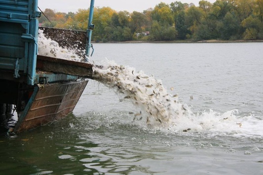У Дніпро екологи випустять мільйон маленьких риб