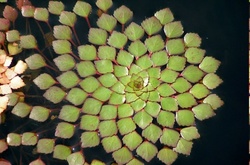 Невероятная природа: 20 геометрически правильных растений для любителей симметрии