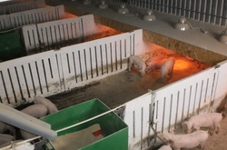 Більше за всіх ветованим президентом екологічним законам зраділи магнати, що заробляють на розведенні свиней