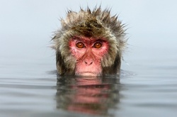 Забавные фотографии снежных обезьянок, купающихся в горячих источниках 