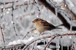 Мороз та ожеледиця