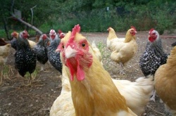 Кури в Болгарії та Угорщині хворіють