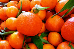 Росспоживнагляду не сподобались турецькі мандарини