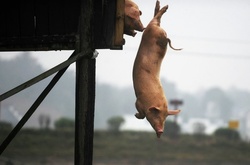 Прыгающие с вышки свиньи взорвали соцсети