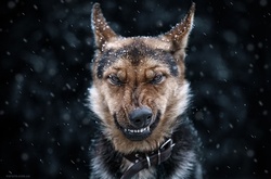 Яркие и эмоциональные портреты животных в проекте  украинского фотографа Сергея Полюшко