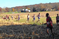 Олень збив спортсмена під час легкоатлетичного забігу