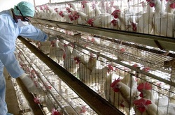 За рік Вінницька птахофабрика виробляє 440 тис. тонн м&rsquo;яса