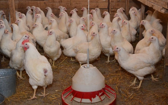 Україна заборонила ввозити австрійську курятину 