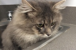 Бесподобные коты, которые родились, чтобы прославиться