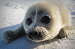 Фотограф потратил 3 года, чтобы сделать невероятные кадры  маленьких тюленей