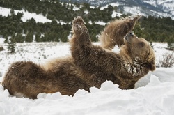 Фотографии животных, которые безумно рады снегу 