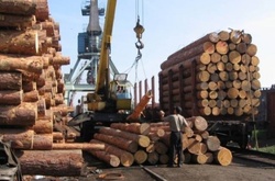 Мита на вивезення деревини «породовжать корупцію» &ndash; експерт