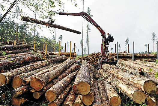 У Федерації роботодавців розкритикували ініціативу реєструвати контракти на експорт лісу