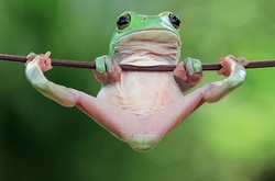 Царевна-лягушка: индонезиец снимает неожиданные грани обычных лягушек