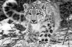 Исследователи показали редкие кадры неуловимого снежного барса в Гималаях 