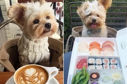 История бездомного пса, который нашел любящих хозяев и завел Instagram для фуд-фотографий 