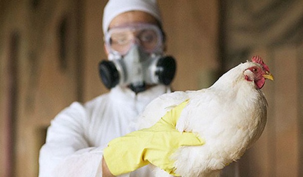 В Україні зафіксували випадок пташиного грипу 