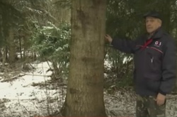 Головну новорічну красуню країни обрали на Прикарпатті