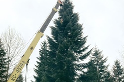 Головна ялинка країни вже вирушила до столиці з Івано-Франківщини 