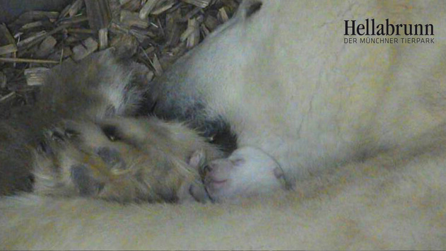 «Маленька біла сенсація»: в мюнхенському зоопарку народилося біле ведмежа