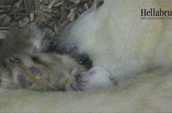 «Маленька біла сенсація»: в мюнхенському зоопарку народилося біле ведмежа