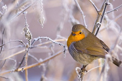 У понеділок очікується морозна погода, але без опадів